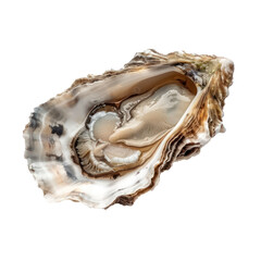 A fresh oyster with a white and brown shell, revealing its inner structure.