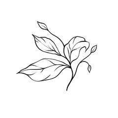 Black and white branch leaf sketch with elegant veins and organic structure. Ideal for nature-inspired branding, botanical visuals, and minimalist compositions