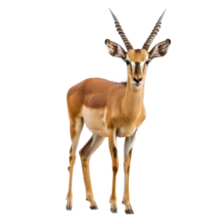 Wandcirkels Antilope A single male impala standing against a transparent background.  © Dara