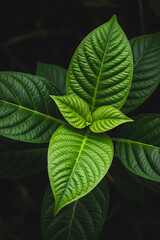 Fototapeta premium Lush Green Plant Leaves with Detailed Veins on Dark Background