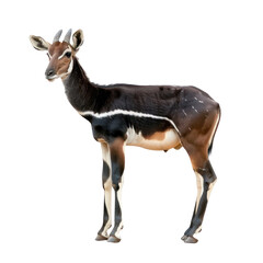 Fototapeta premium A black and white antelope standing against a transparent background.