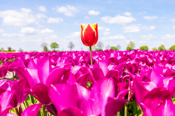 Ein buntes Tulpenfeld bei Büttgen bietet im Frühling ein beliebtes Fotomotiv und zieht mehrere...