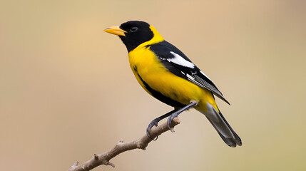 Obraz premium A Vibrant Male Evening Grosbeak Perched on a Branch, Showcasing Its Striking Yellow and Black Plumage Against a Soft Background in a Natural Habitat