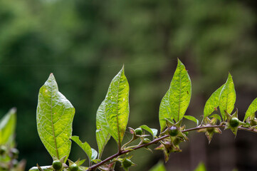 Leaves of Atropa bella-donna or deadly nightshade. The plant is commonly known as belladonna.