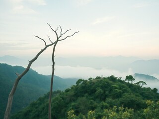 Serene mountain landscape featuring a bare tree branch silhouetted against a soft sky and rolling hills shrouded in mist