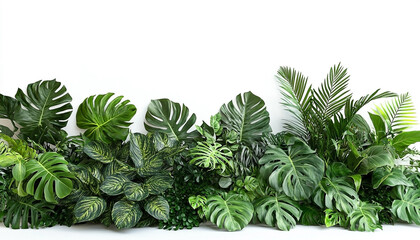 Exotic tropical plants and lush green foliage against a stark white backdrop