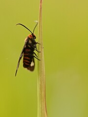 Moths are in the weeds