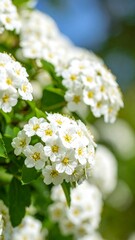Close-up of blooming white flowers