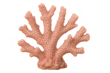 Pink coral branch growing on a transparent background, perfect for marine biology projects or nature-themed designs