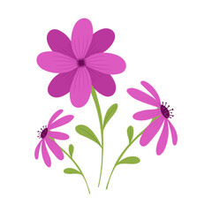 pink flowers on white background