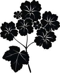 Clustered geranium flower silhouette with leaf isolated on transparent background