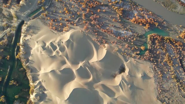 Drone view of lake and river in desert with Populus euphratica forest with yellow golden foliage on sunny autumn day in Xinjiang, China, aerial view of Tata Secret Realm in Yuli, 4k real time footage.