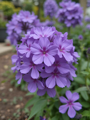 Fototapeta premium Blooming purple phlox 