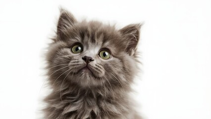 British kitten with green eyes on a white background, close-up