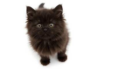 Fototapeta premium Adorable black kitten isolated on a white background. Studio shot.