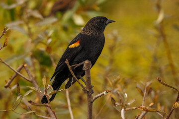 A close-up of a male Red-winged Blackbird perched on a branch. The striking red and yellow epaulets on its glossy black wings are the focal point against the blurred, golden-hued background.