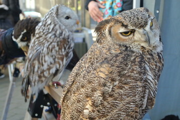 great horned owl in winter