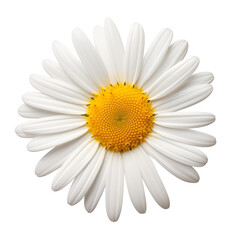 White Flower On Transparent Background PNG