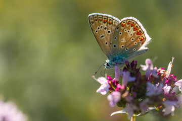 un azure commun