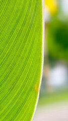 A bright green leaf with a partial view, emphasizing the youthful curves and glossy surface. Behind it is a natural, blurred green background, creating a refreshing and relaxing feeling.