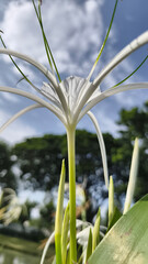 Close-up of a pure white flower with elongated petals and prominent stamens. The blurred background highlights the greenery and the pale blue sky. Pure beauty.
