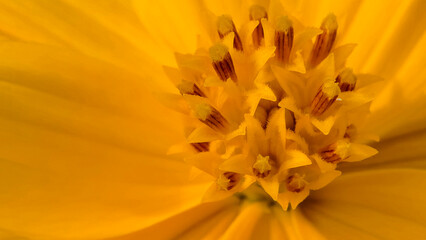 macro shot of a vibrant yellow flower, not fully captured, emphasizing the beauty of its anthers and neatly arranged petals. Creates a sense of intimacy and allure.