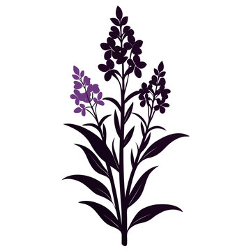 willowherb silhouette on white-background