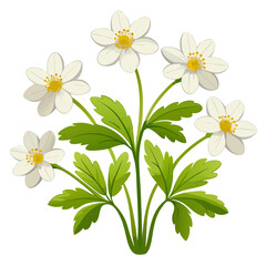 wood-anemone vector on-white-background