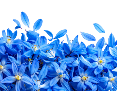 Floating Scilla Flower Petals in Abstract Wave Formation, Minimalist Art Style