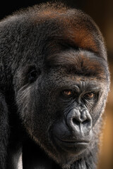 Obraz premium Close-up portrait of a gorilla with intense gaze and rich fur detail