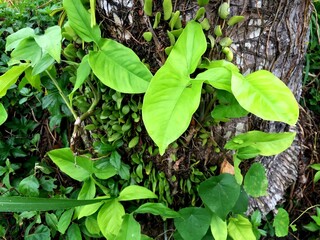 The dragon tail plant or epipremnum pinnatum with green leaves that grow abundantly and attach themselves to the host tree
