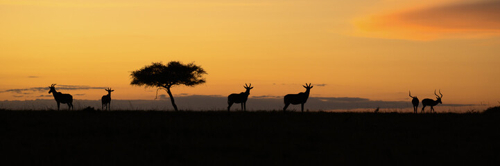Silhouettes of African antelope grazing under an acacia tree at sunset in the savannah. A peaceful wildlife moment captured against a vivid orange sky. Olare-Motorogi Conservancy, Maasai Mara Kenya