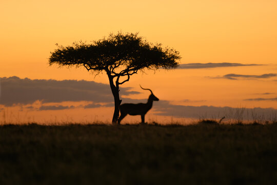 Silhouettes of African antelope grazing under an acacia tree at sunset in the savannah. A peaceful wildlife moment captured against a vivid orange sky. Olare-Motorogi Conservancy, Maasai Mara Kenya