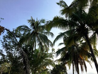 Fototapeta premium The rows of coconut trees growing lushly and towering upwards with a view of the bright morning sky in Yogyakarta, Indonesia