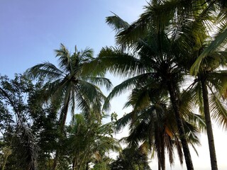 The rows of coconut trees growing lushly and towering upwards with a view of the bright morning sky in Yogyakarta, Indonesia
