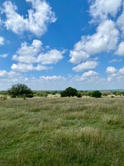 green field and blue sky