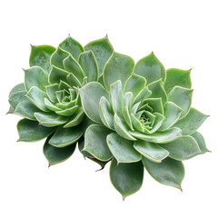 Obraz premium Green succulent plant isolated on transparent background