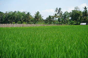 Rice Field Bali