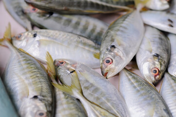 fresh fish on the market