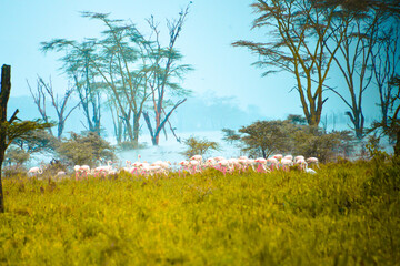 Vast flamingo colonies in African lakes