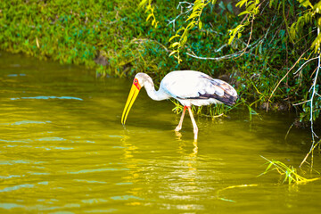 Diverse African birds thrive in wild kingfishers, geese, pelicans, flamingos, ibises, herons, secretarybirds, guinea fowl