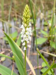 Fototapeta premium Native American Flower Pickerel Weed Pontederia cordata
