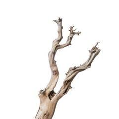 Gnarly wood branch isolated on transparent background