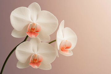 Obraz premium White phalaenopsis orchid blossom on black background