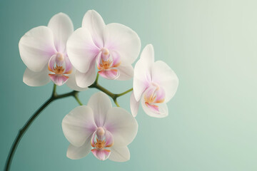 Obraz premium Pink orchid flowers bloom beautifully against a white background, showcasing nature's delicate beauty
