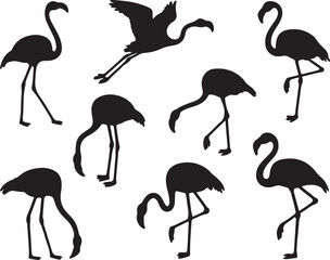 Fototapeta premium Black flamingo silhouettes in various poses white bird
