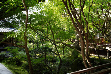 永観堂禅林寺の初秋の庭園の風景