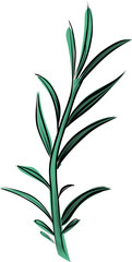 Fresh rosemary herb colored sketch illustration