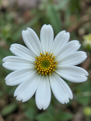 Fototapeta premium white flower of Eclipta prostrata commonly known as false daisy, yerba de tago, Karisalankanni and bhringraj.