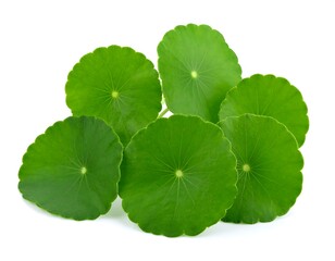 Close-up of vibrant green leaves (2)